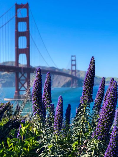 Close-up of flowers growing against golden gate bridge during sunny day