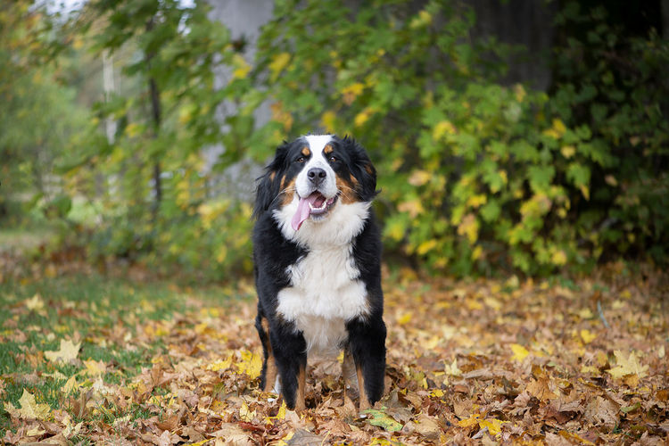 Adorable cute female of bernese mountain dog standing in the autumn park