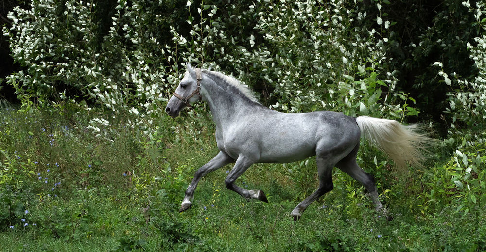 Side view of horse running on grassy field