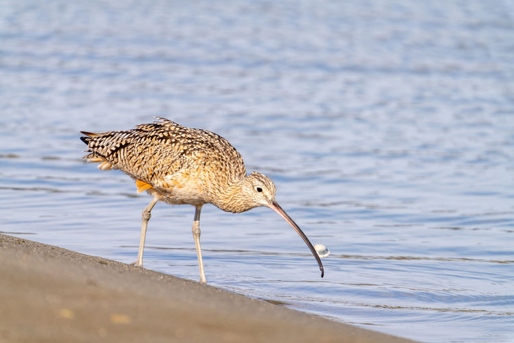 Close up of a long-billed curlew dropping a clam it was eating.