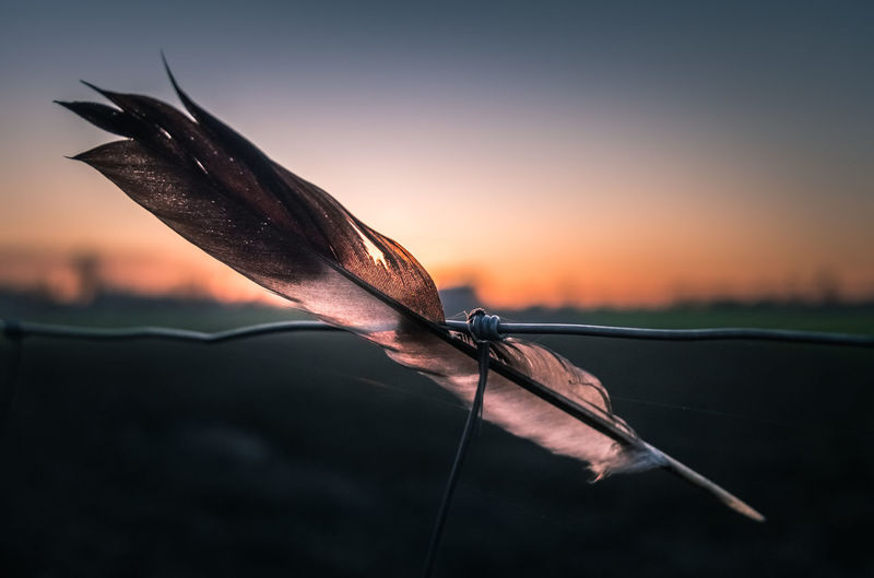 Close-up of feather on dry plant against sky during sunset
