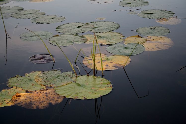 High angle view of lily pads floating on pond
