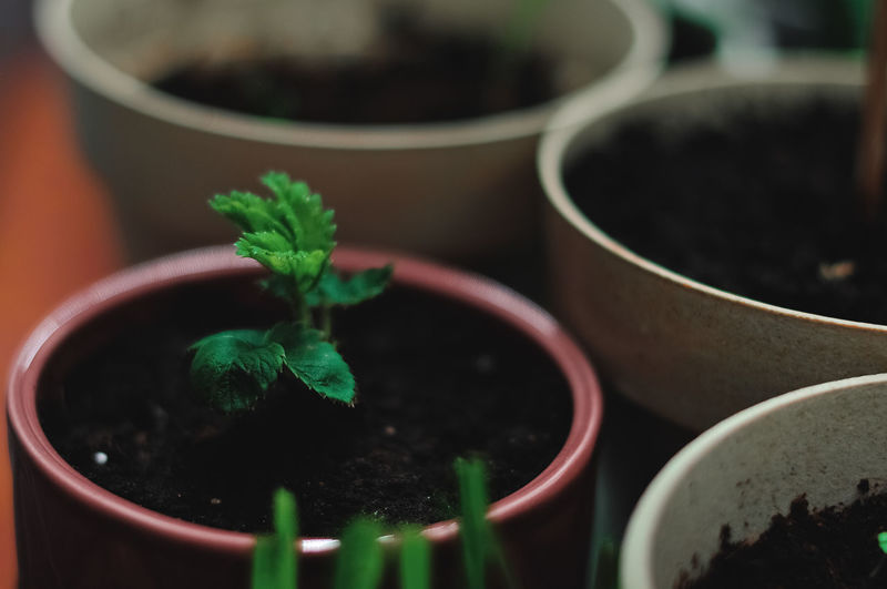 High angle view of potted plant in bowl