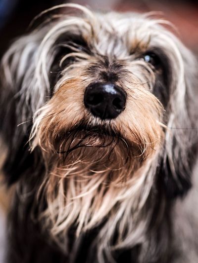 Close-up of hairy dog