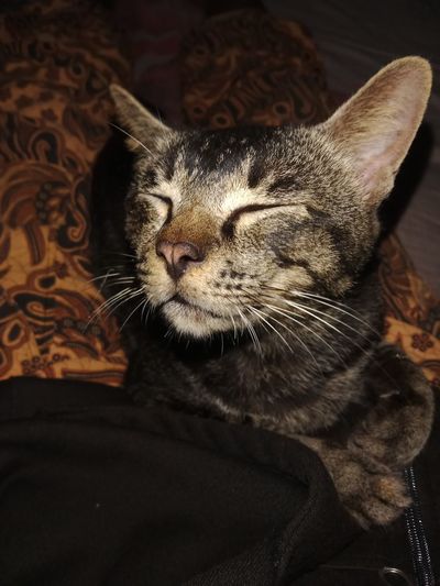 Close-up of a cat resting
