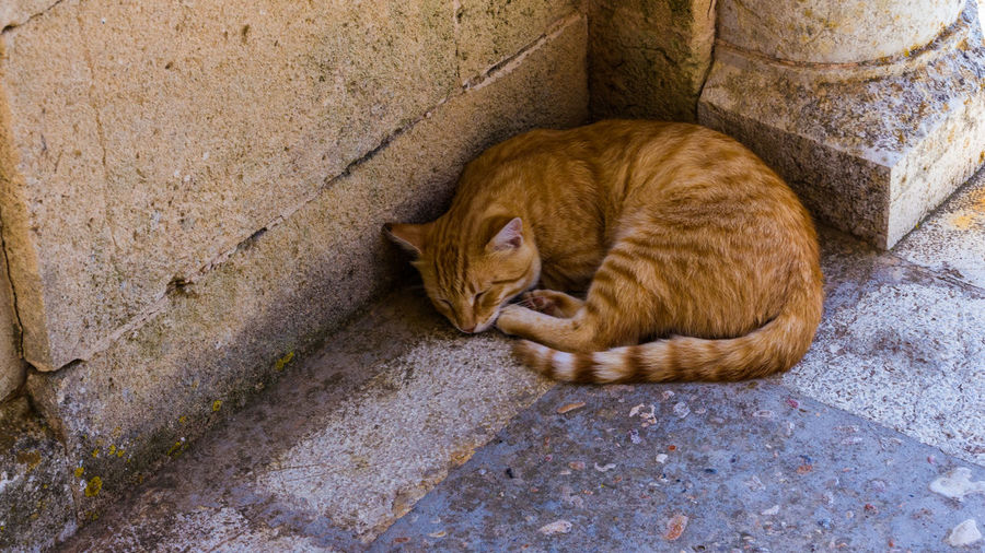 High angle view of cat resting on wall