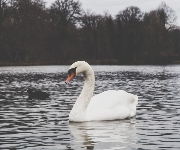 Swan floating on lake