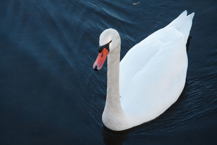 White swan in calm water