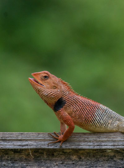 Close-up of lizard on wood