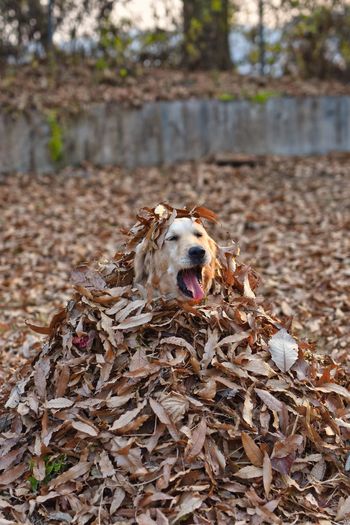 Portrait of dog with dry leaves