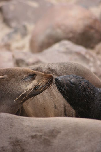 Closeup portrait of two cape fur seals kissing at cape cross seal colony in namibia.