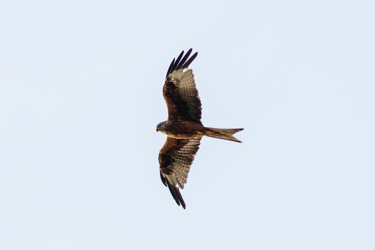 Low angle view of eagle flying in sky