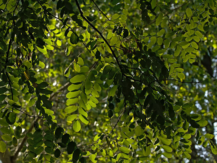 Low angle view of tree leaves