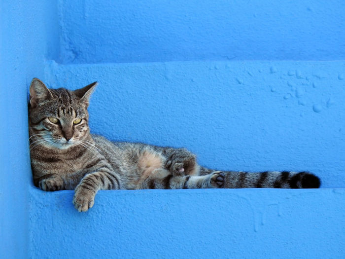Portrait of cat lying on blue wall