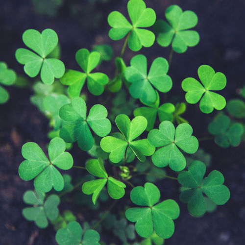 Green shamrock leaves on dark background. spring holiday st. patrick's day clovers. square
