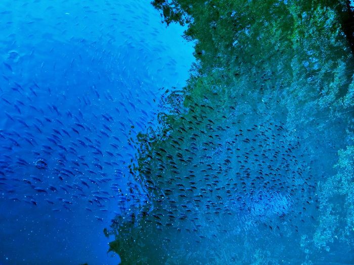 Full frame shot of blue water and fish