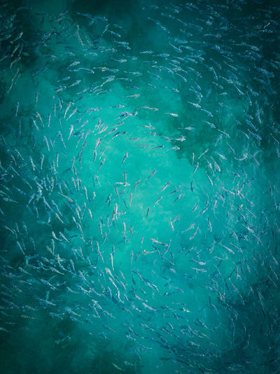 Full frame shot of fishes in sea