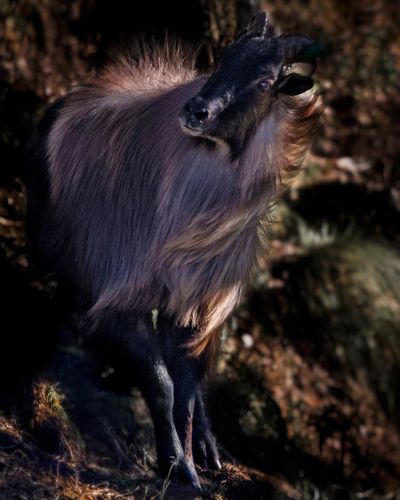 The fastest on himalayan hills. the himalayan tahr. nearly threatened species in iucn list