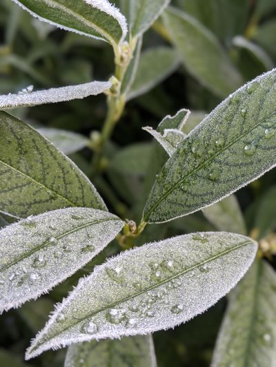 Close-up of wet plant leaves during winter