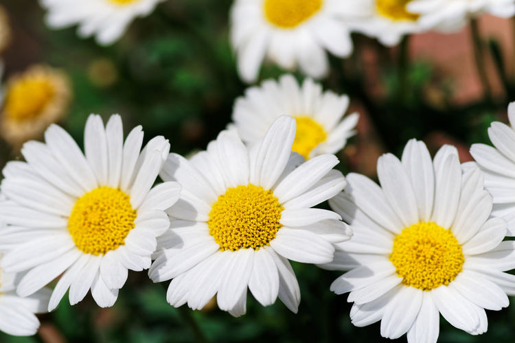 Close-up of white daisy flowers