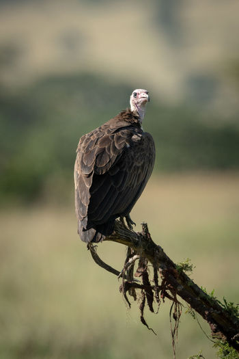 Lappet-faced vulture perching on tree against sky
