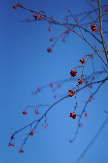 Low angle view of flowers on branch