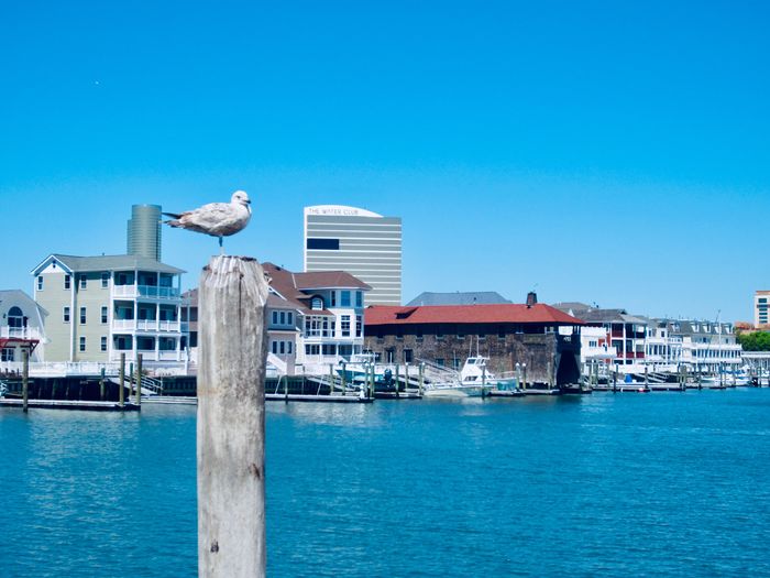 Seagull on wooden post by sea against blue sky