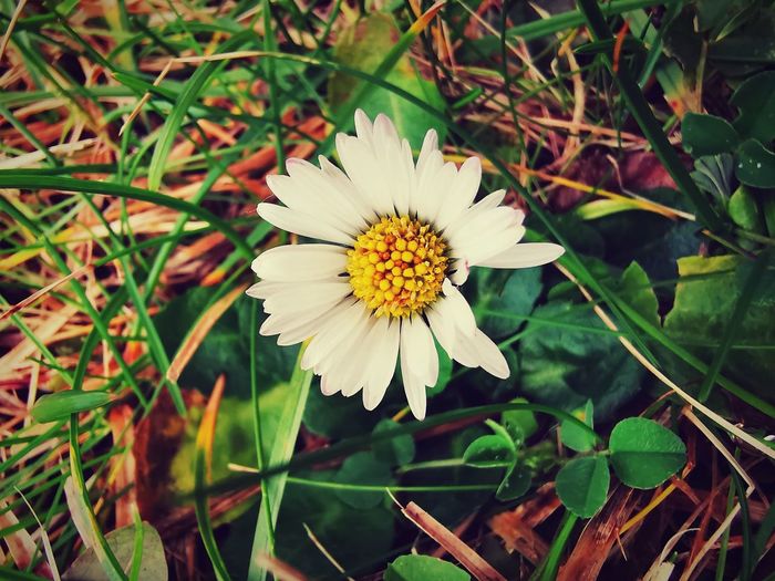 Close-up of white and yellow flowering plant on field