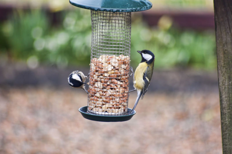 Close-up of bird perching on feeder