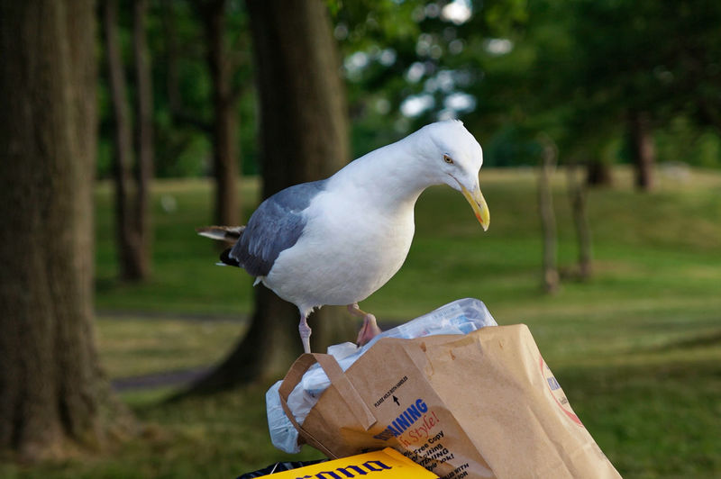 Close-up of bird perching on a pile of trash