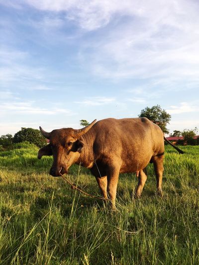 Cow grazing on field against sky