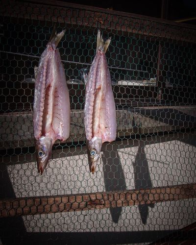 High angle view of fish hanging on metal