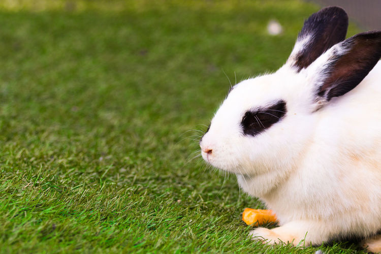 Side view of white bunny resting on grass