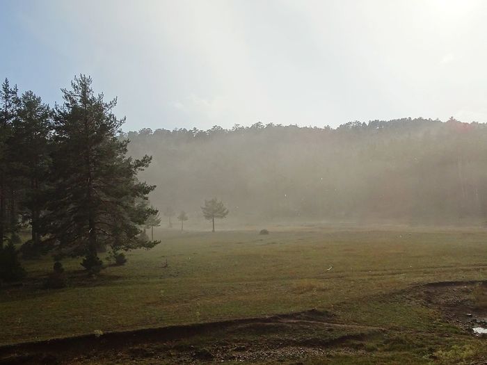 Trees on field against sky