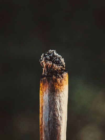 Close-up of burning cigarette