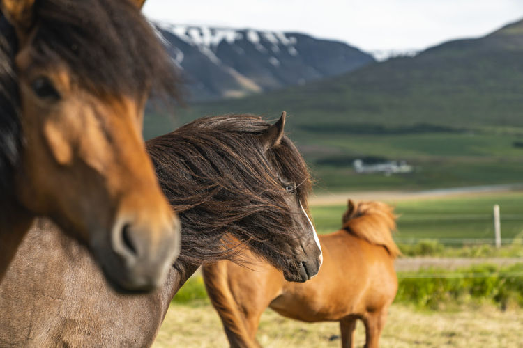 Icelandic horses in rural iceland northeastern region