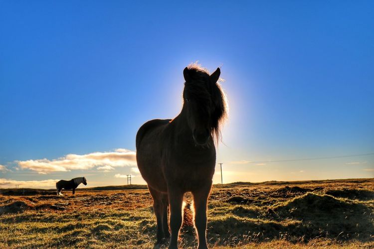 Horse standing on field against sky during sunset