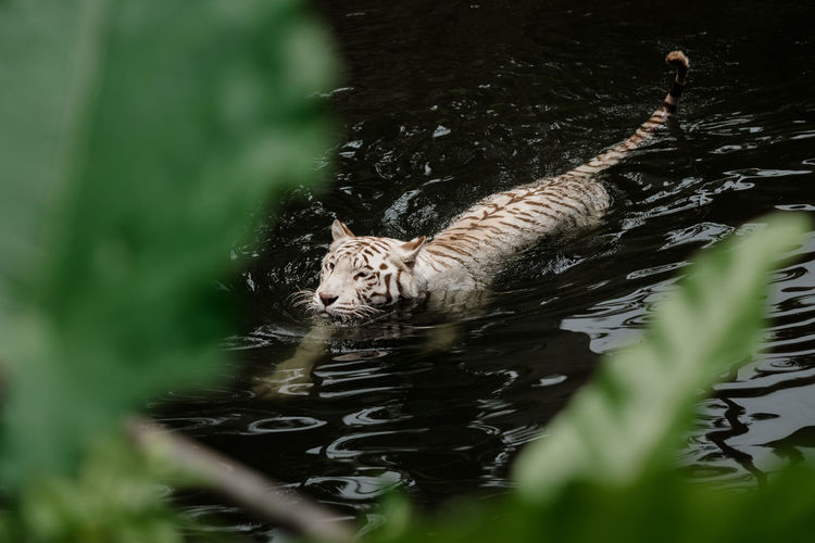 White tiger swimming in lake at forest
