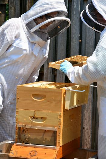 People working on beehive by wooden fence