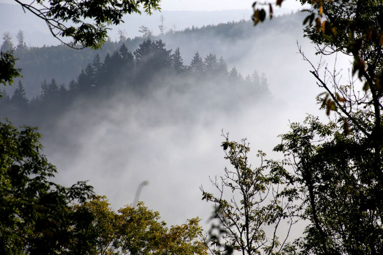 Trees growing at forest during foggy weather