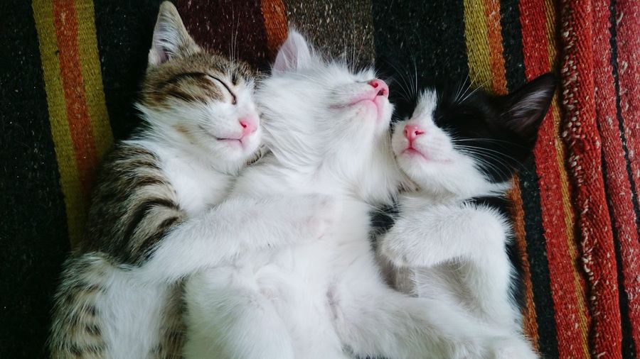 Close-up of three cats