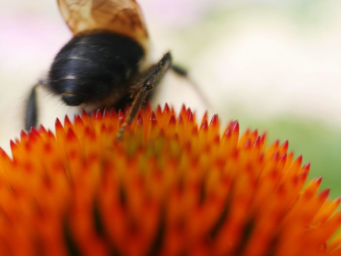 Close-up of bumblebee pollinating on red coneflower at park