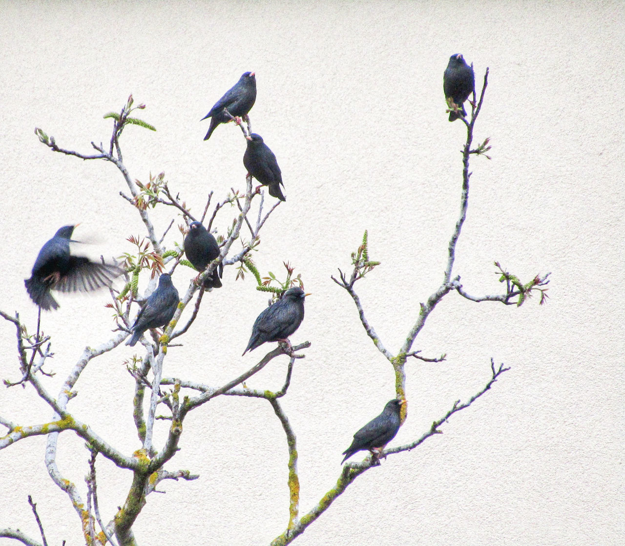 BIRDS PERCHING ON A PLANT
