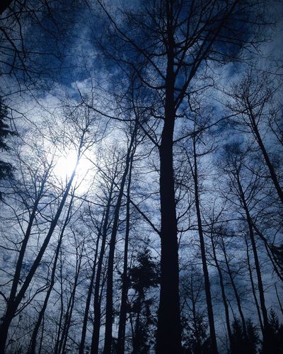 Low angle view of bare trees against sky