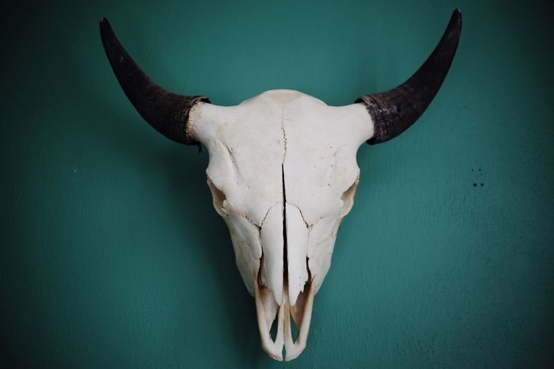 Close-up of animal skull hanging from wall