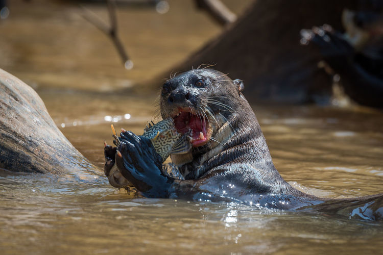 Close-up of otter eating fish in water