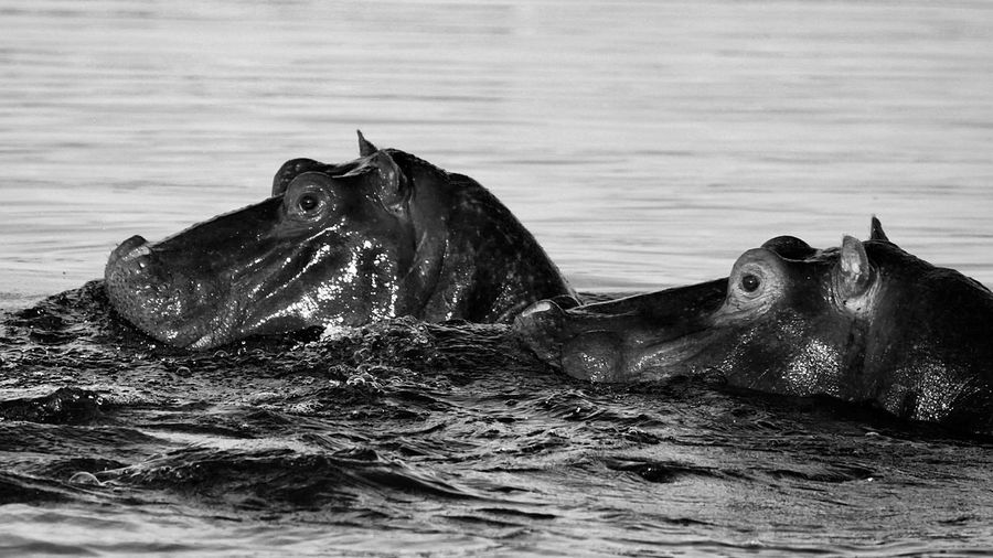 Rhino in the lake