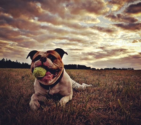 View of dog on field against sky during sunset