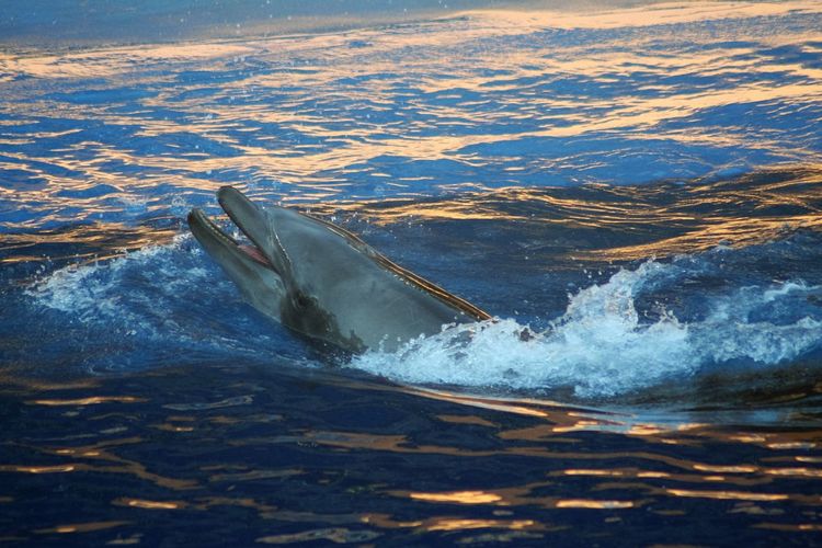 Dolphin swimming in sea water