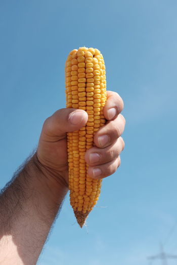 Cropped hand of man holding sweetcorn against blue sky